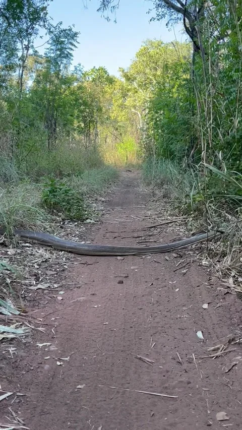 Olive Python Slithers Into Bush, Kununurra, Australia - 21 May 2023 Stockbeeldmateriaal 243853485
