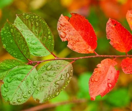 Olive &amp; red Stock Photos