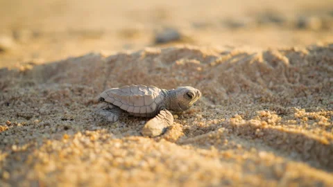 Olive Ridley Hatchling Crawling on Beach 動画素材 253729137