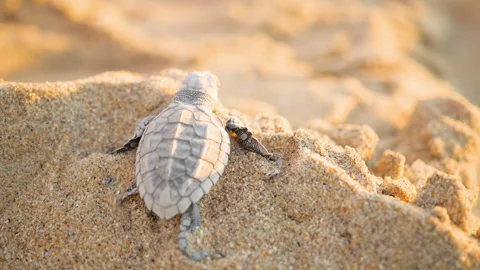 Olive Ridley Hatchling Crawling on Beach 動画素材 253729170