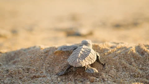 Olive Ridley Hatchlings Crawling on Beach 動画素材 253729213