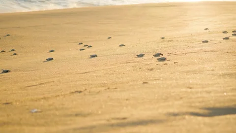 Olive Ridley Hatchlings Crawling on Beach 動画素材 253729239