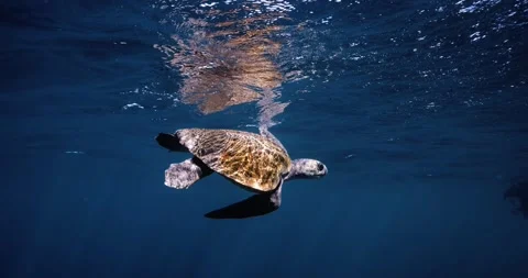 Olive Ridley Sea Turtle Gliding Beneath Sunlit Ocean Surface Stock Footage 341639493