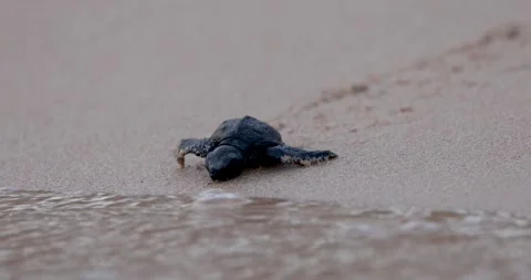 Olive Ridley Sea Turtle hatching on beach and struggling to the sea Stock Footage 265375710