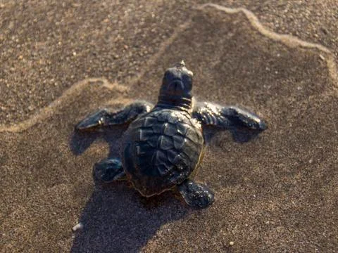 Olive Ridley Sea Turtle Hatchling (Lepidochelys olivacea) - Bali, Indonesia Stock Photos