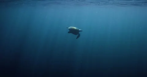 Olive Ridley Sea Turtle swims through deep blue water below the rippling ocean Stock Footage 344033909