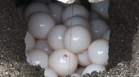 Olive Ridley sea turtles lay eggs in their nests. Video stock 34443500