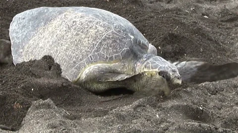 Olive Ridley sea turtles make their way up a beach. Stock-Footage 34442762