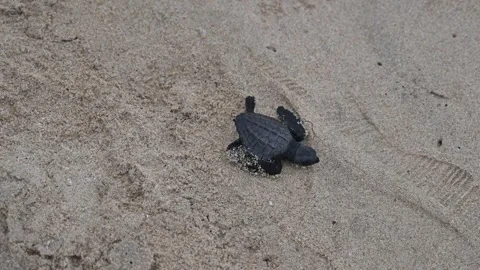 Olive Ridley Sea Turtles released on the beach Stock Footage 327468275