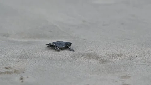 Olive Ridley Sea Turtles released on the beach Stock Footage 327469418