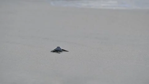 Olive Ridley Sea Turtles released on the beach Stock Footage 327473760