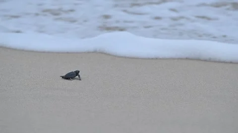 Olive Ridley Sea Turtles released on the beach Stock Footage 327474462