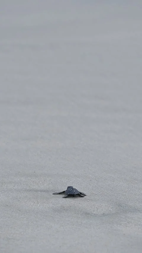 Olive Ridley Sea Turtles released on the beach Stock Footage 327510980