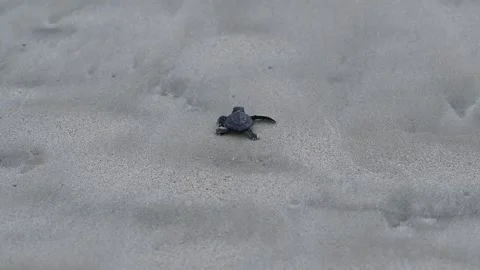 Olive Ridley Sea Turtles released on the beach Stock Footage 327511003