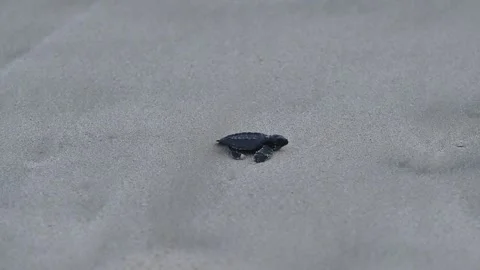 Olive Ridley Sea Turtles released on the beach Stock Footage 327511518