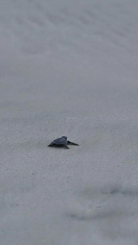 Olive Ridley Sea Turtles released on the beach Stock Footage 327512016