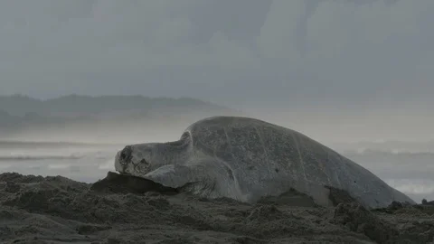 An Olive Ridley Sea Turtle buries eggs on beach Stock Footage 111246741
