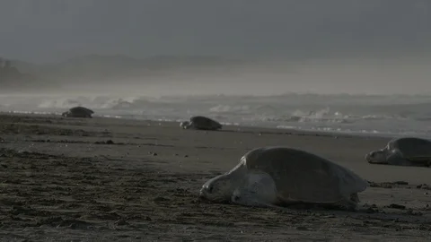 Olive Ridley Sea Turtles on beach Stock Footage