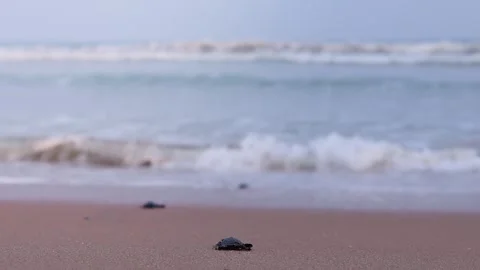 Olive Ridley turtle hatchling crawling on sand of sea beach towards the ocean 스톡 동영상 241819370