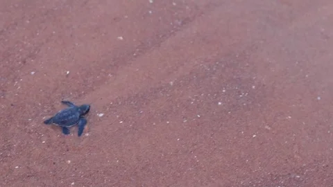 Olive Ridley turtle hatchling crawling on sand of sea beach towards the ocean Video stock 241819456
