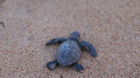 Olive Ridley turtle hatchling crawling on sand of sea beach towards the ocean Stock Footage 241819903