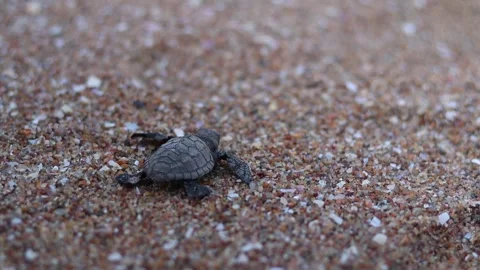 Olive Ridley turtle hatchling crawling on sand of sea beach towards the ocean 스톡 동영상 241820064