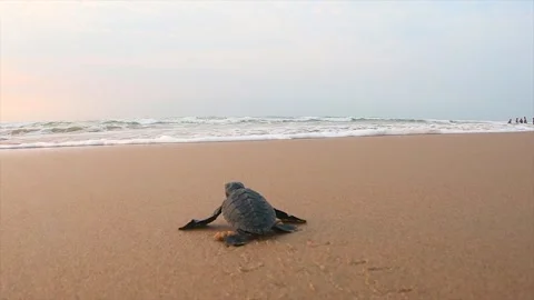 Olive Ridley turtle hatchling crawling on sand of sea beach towards the ocean 스톡 동영상 241820116