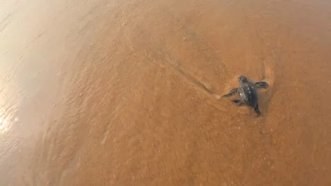 Olive Ridley turtle hatchling crawling on sand of sea beach towards the ocean Stock Footage 241820176