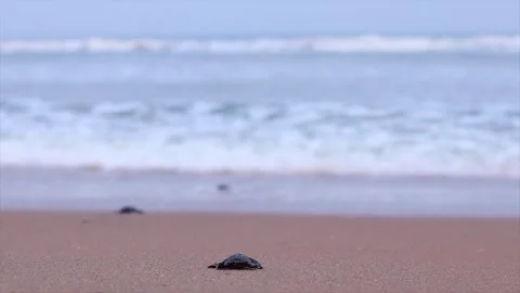 Olive Ridley turtle hatchling crawling on sand of sea beach towards the ocean Stock Footage 241820466