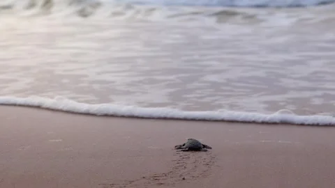Olive Ridley turtle hatchling crawling on sand of sea beach towards the ocean 스톡 동영상 241820968