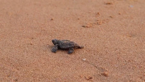 Olive Ridley turtle hatchling crawling on sand of sea beach towards the ocean Stock Footage 241822079