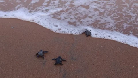 Olive Ridley turtle hatchlings crawling on sand of sea beach towards the ocea Stock Footage 241819234