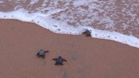 Olive Ridley turtle hatchlings crawling on sand of sea beach towards the ocea Stock Footage 241820330