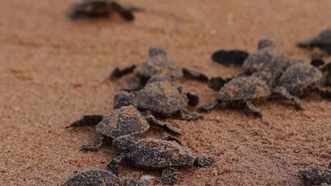 Olive Ridley turtle hatchlings crawling on sand of sea beach towards the ocea Stock Footage 241820741