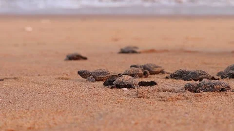 Olive Ridley turtle hatchlings crawling on sand of sea beach towards the ocea Stock Footage 241821938