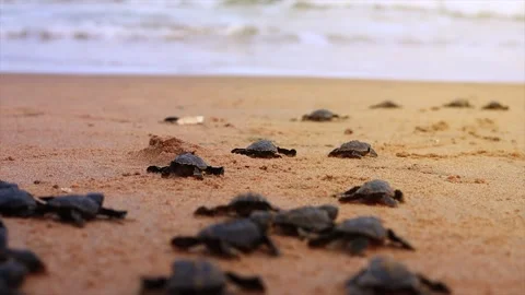 Olive Ridley turtle hatchlings crawling on sand of sea beach towards the ocea Video stock 241822197