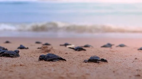 Olive Ridley turtle hatchlings crawling on sand of sea beach towards the ocea Stock Footage 241822278