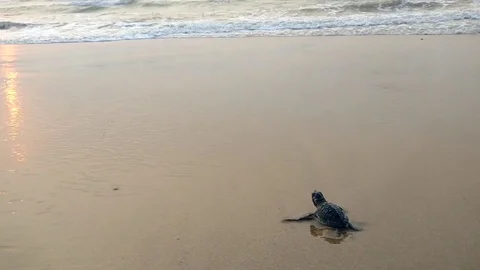 Olive Ridley turtle at Rushikulya beach Video stock 77097909
