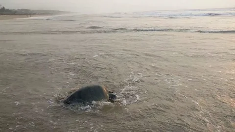Olive Ridley turtle at Rushikulya beach Video stock 77098454