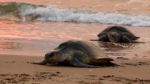 Olive Ridley Turtles at Early Sunrise Walking Towards the Beach Stock Footage