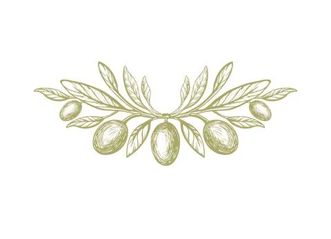 Olive, rustic symbol. Vector twig, green fruit Stock Illustration