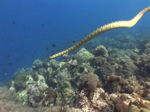 Olive Sea Snake Stock Footage 98499056