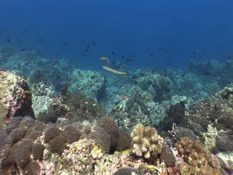 Olive Sea Snake Stock Footage 98499125