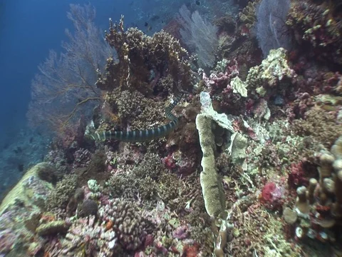 Olive Sea Snake Video stock 98499148