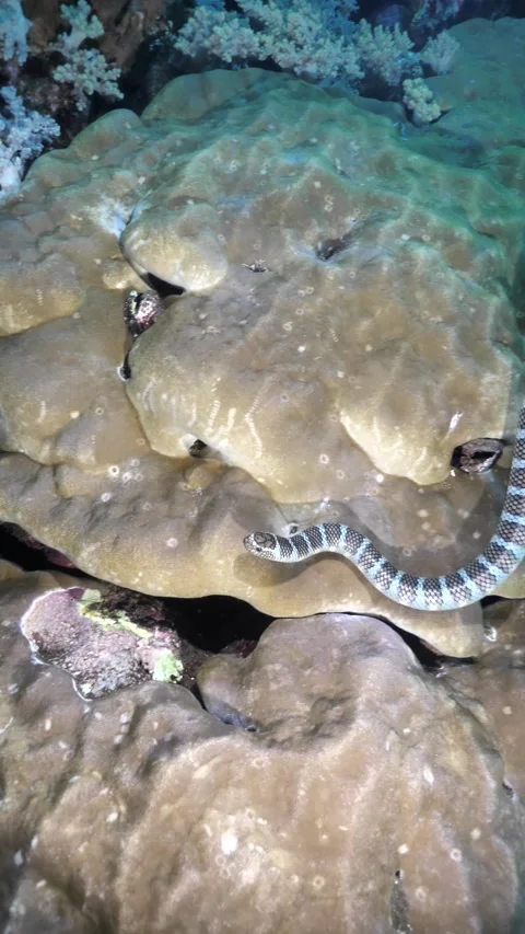 Olive sea snake glides over sandy seabed Vídeo Stock 325725045