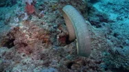 Olive Sea Snake Hunting On Deep Coral Rubble, Aipysurus Laevis, Hd Stock Footage