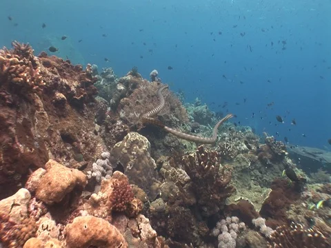 Olive Sea Snakes Stock Footage 98498942