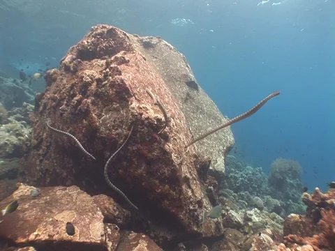 Olive Sea Snakes Stock Footage 98498953