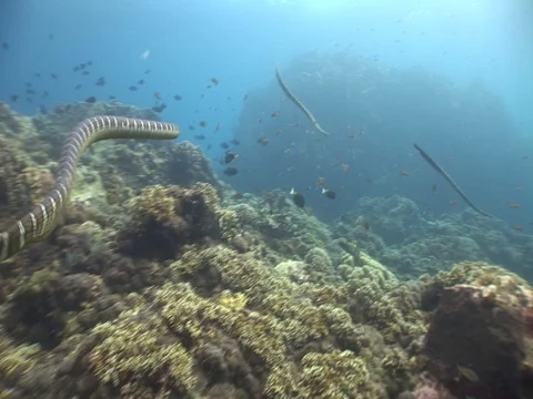 Olive Sea Snakes Stock Footage 98499185