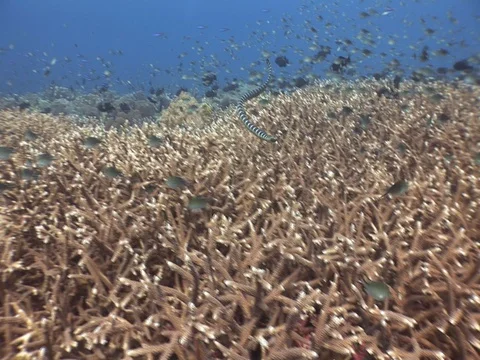 Olive Sea Snakes Stock Footage 98499198